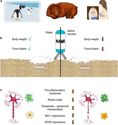 Glial cells in anorexia